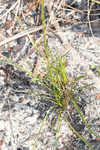 Shortleaf blazing star